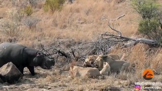 Hungry Hippo Wants to Eat with Lions - Latest Sightings Pty Ltd