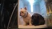 Extremely Cute Frenchies Just Chilling in a Fridge