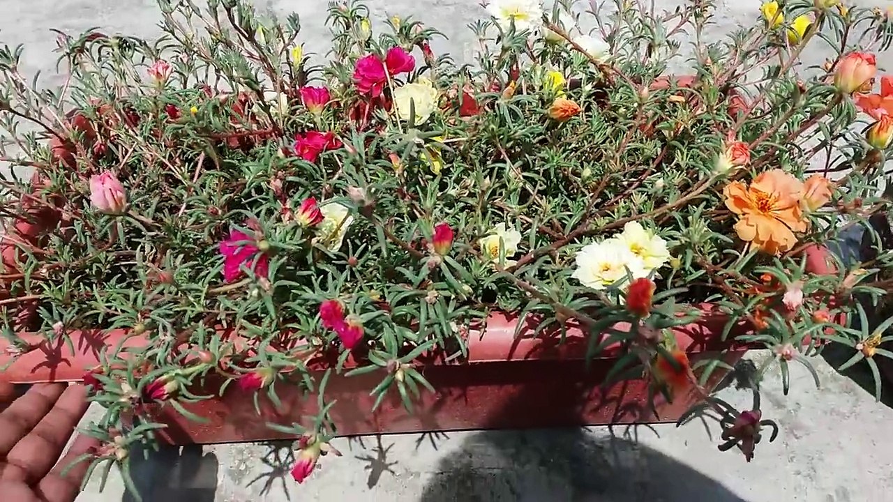 Increase your Portulaca/Moss Rose Flowers With this Simple Trick