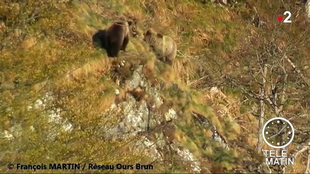 Deux ours réintroduits dans les Pyrénées