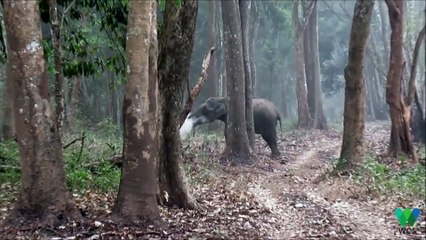 Cet éléphant qui fume fait un énorme buzz