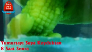 Suya Konunca Büyüyen Timsah Yumurtası - Su Maymunu | Sürpriz Yumurta TV