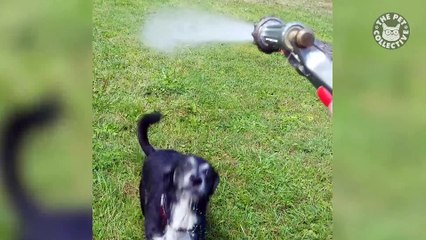 15 Funny Pets - Awesome Pet Video Compilation 2018