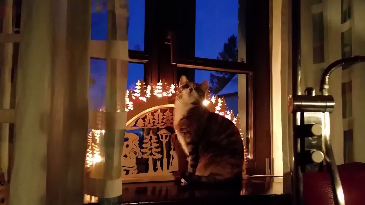 Existential Pets - Funny Pet Video Compilation 2018