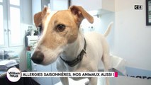 Allergies saisonnières, nos animaux aussi (partie 1)