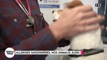 Allergies saisonnières, nos animaux aussi (partie 2)