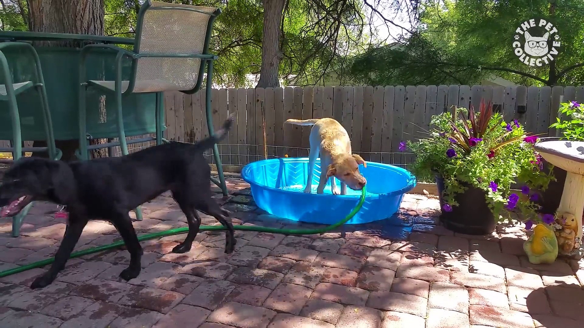 ⁣Summer Lovin' Pets Funny Pet Video Compilation 2018