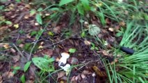 Съедобные грибы. Белый гриб (боровик).