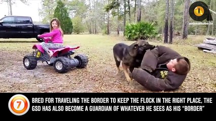 TOP 10 PROTECTIVE DOG BREEDS