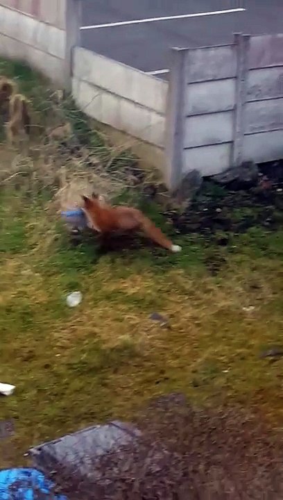 Ce renard sauvage trouve une pantoufle et ça va faire sa journée. Trop mignon
