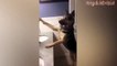 Funny Cat And Dog:  - Funny Cats vs Dogs -  See Funny Animals
