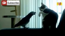Funny Parrot Annoys Cat Compilation 2018  - Try Not To Laugh!