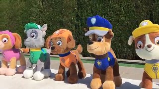 La Patrulla canina y Peppa Pig natación en la piscina / Capitulo 20 Paw Patrol español