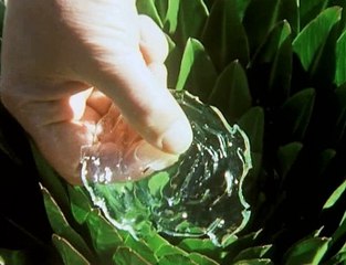 David Attenborough - Élő Bolygó - 02 - Fagy Világa