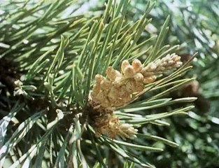 David Attenborough - Élő Bolygó - 03 - Északi Erdő