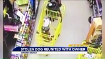 Stolen Dog Reunited With Family
