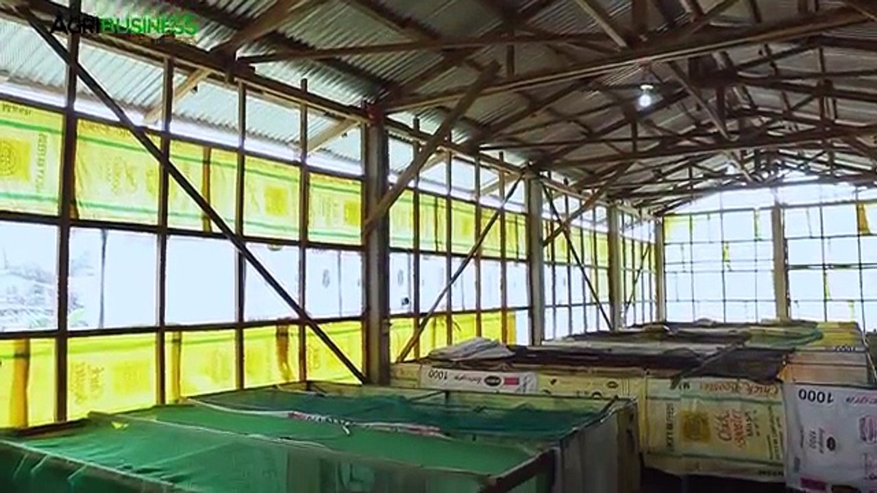 Quail farming, egg production and marketing | Quail farming Part 4 #Agribusiness