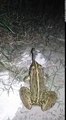 Frog Eating Snake - Amazing Video