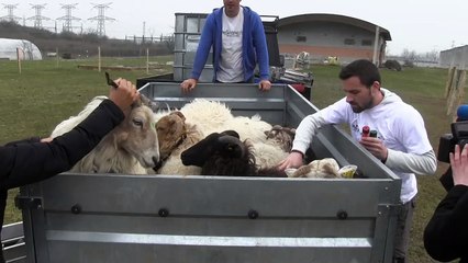 20180327-JFS-MoutonsPRISON