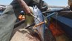 Los pescadores kenianos culpan al puerto de Lamu de la merma de peces