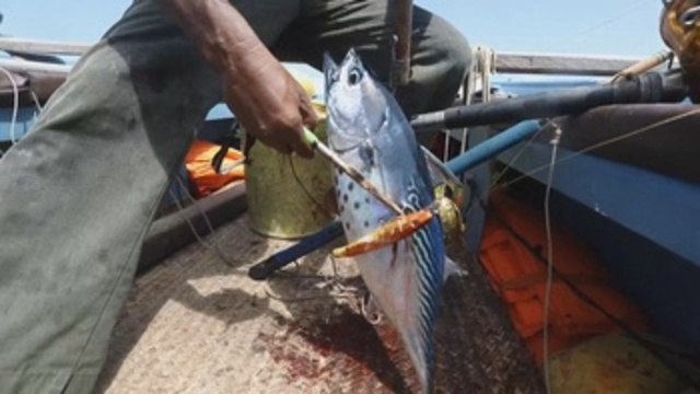 Los pescadores kenianos culpan al puerto de Lamu de la merma de peces