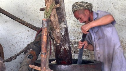 عصارات زيت السمسم المحركة بالهجن تقليد أفغاني يقاوم الزمن