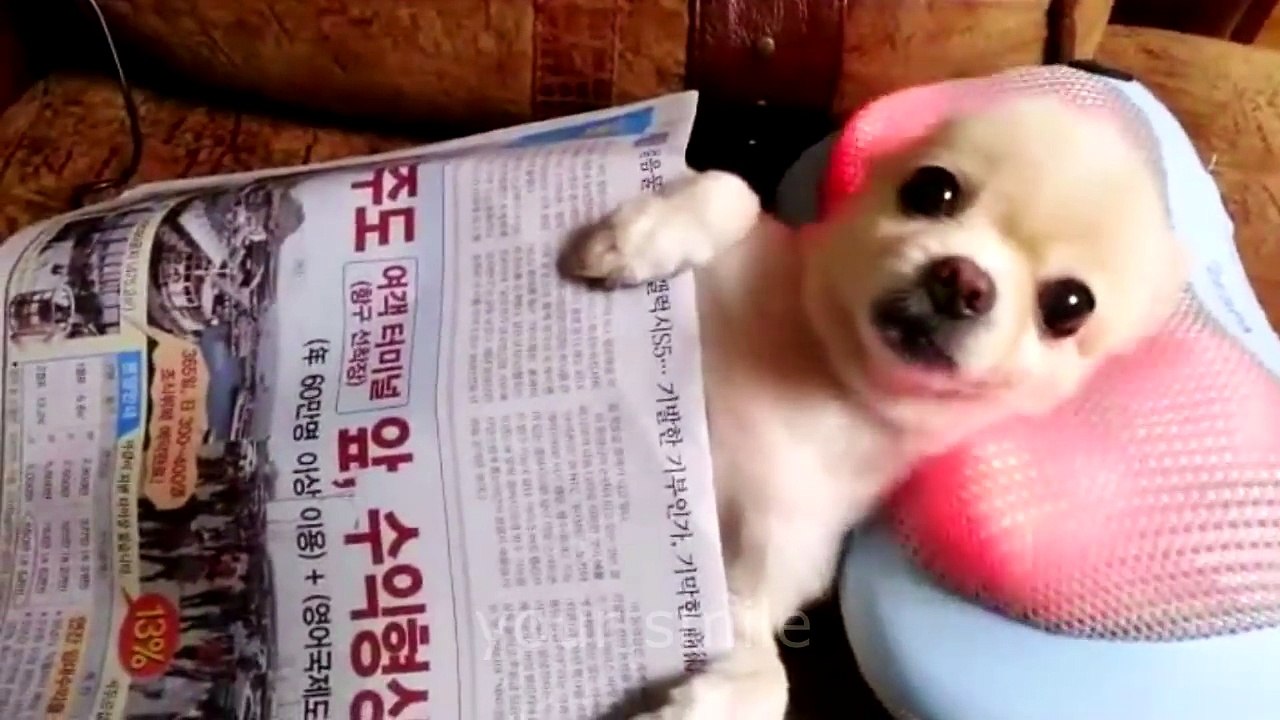 CHATS FUNNY - CHIENS DE JOKE - TOP JOZES LES PLUS FUNNY