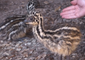 Brevard Zoo Debuts Two Hand-Reared Emu Chicks
