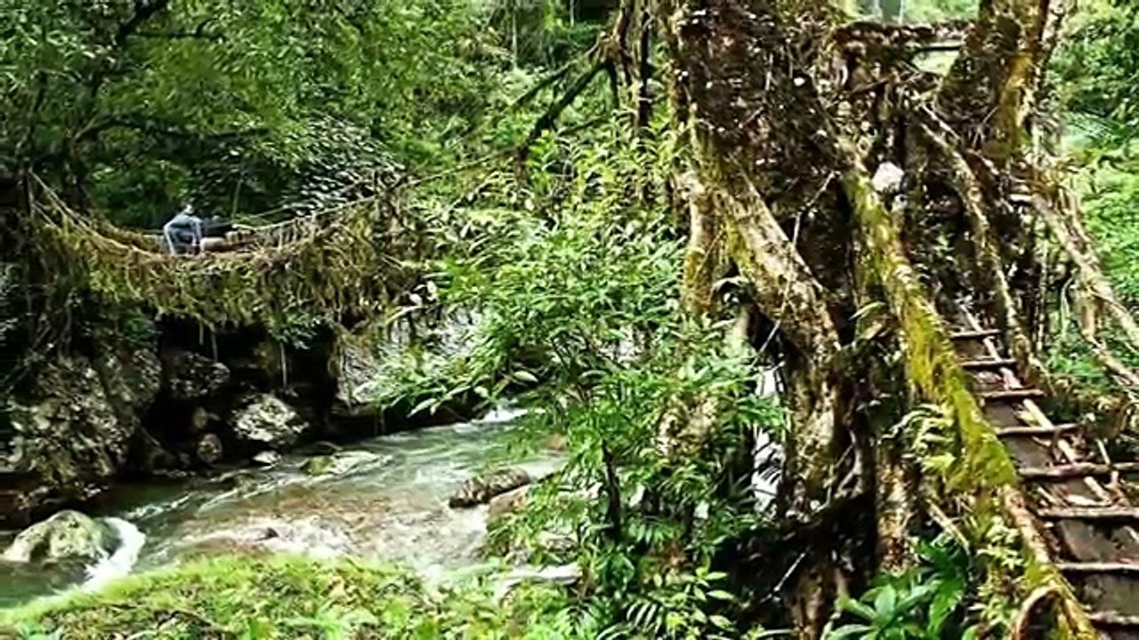 Cherrapunji Living root bridges , Meghalaya, India