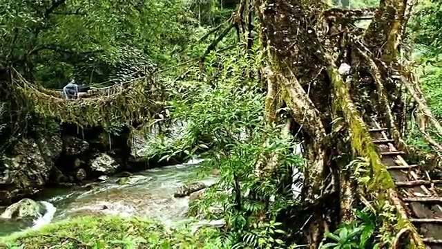 Cherrapunji Living root bridges , Meghalaya, India