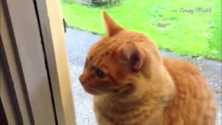 FUNNY CATS AND CATS 2016 JOKES WITH CATS AND CATS