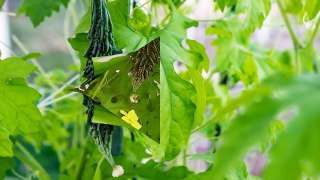 Growing Bitter Melon or Bitter Gourd (Goya, Squash, Momordica charantia)