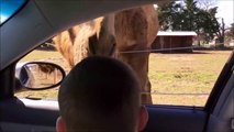 Hilarant : quand un lama vole la nourriture d'un enfant