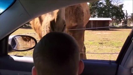 Hilarant : quand un lama vole la nourriture d'un enfant