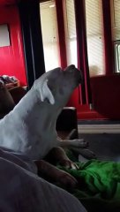 Ce chien hurle en accompagnant le son des cloches d'une église