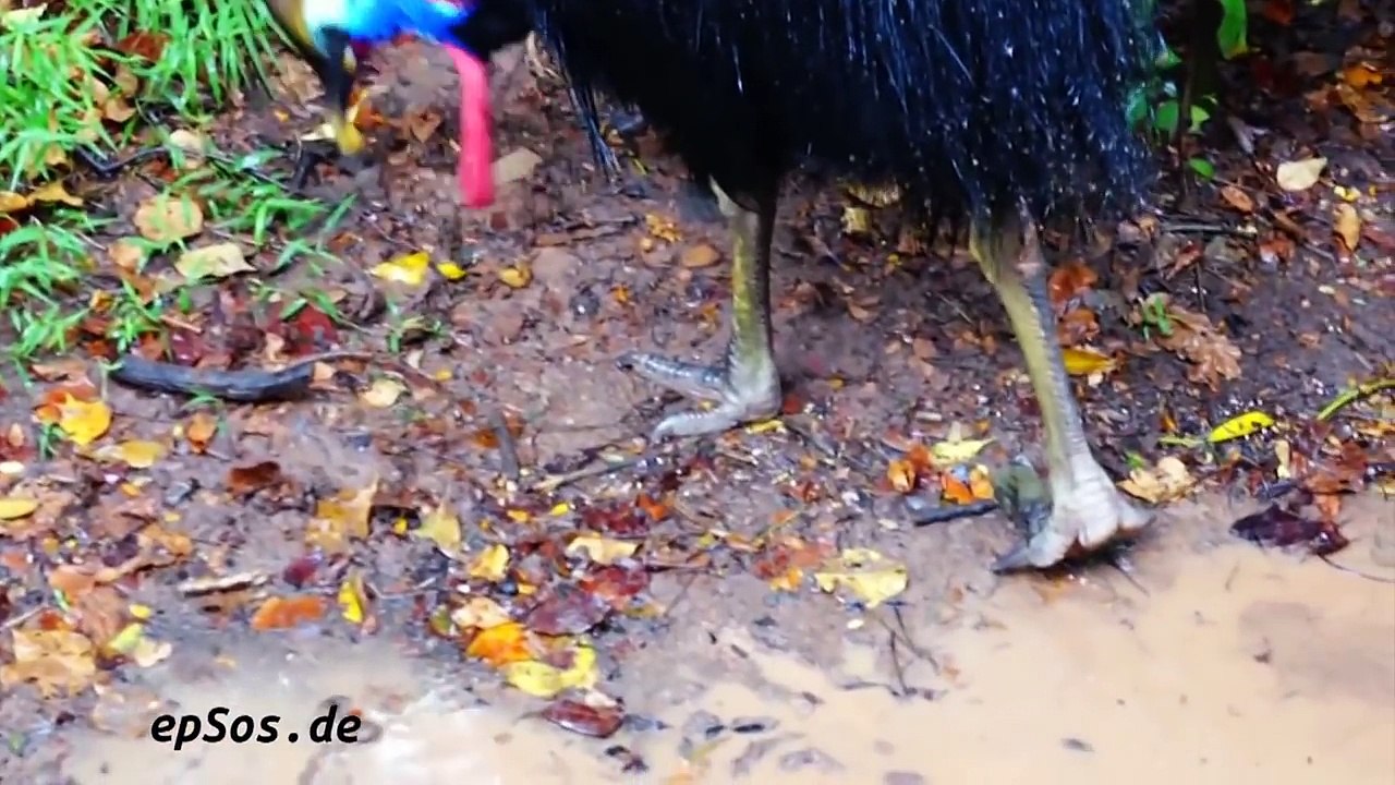 Australian animals for children, Kids learn Australian animal sounds & the wild animals in Australia