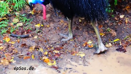 Australian animals for children, Kids learn Australian animal sounds & the wild animals in Australia