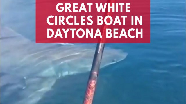 Terrifying video shows great white shark circling around tiny boat