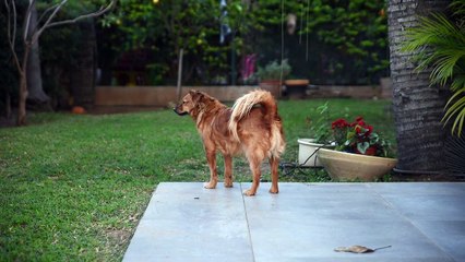 Dog Pet Animal Small Furry Cute Fur Outdoors