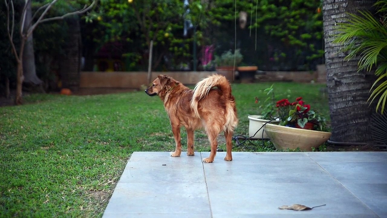 Dog Pet Animal Small Furry Cute Fur Outdoors