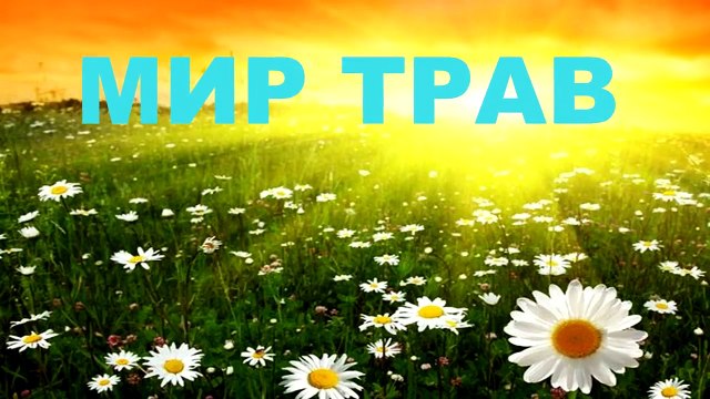 Хвощ полевой Лечебные свойства