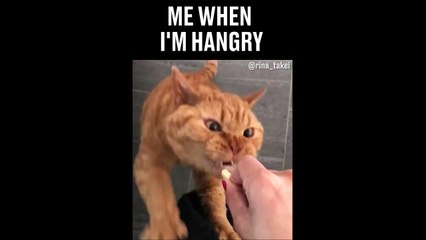 Quand ton chat est en mode requin blanc