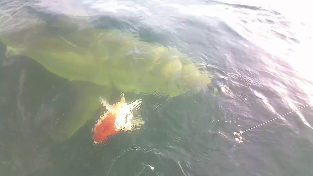 Ces pecheurs s'amusent avec un grand requin blanc - Jacksonville, FL