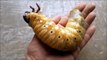 La vie d'un scarabée Dynastes Hercules Rhinoceros, de petite larve à insecte géant