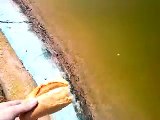 Cette grosse carpe avait très faim!!! Gros poisson pas timide