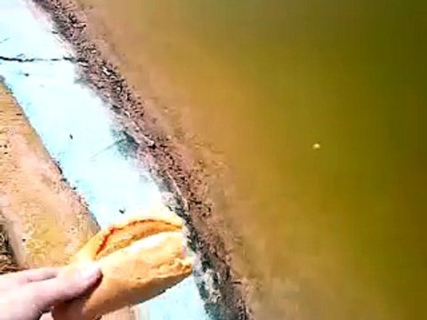 Cette grosse carpe avait très faim!!! Gros poisson pas timide