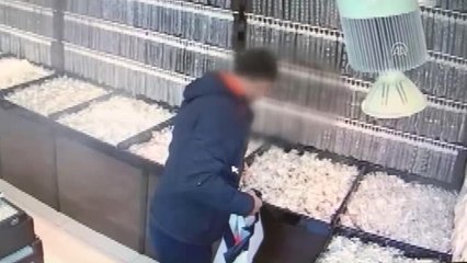 Gümüşçüden Hırsızlık Yapan Zanlı Güvenlik Kameralarına Yakalandı