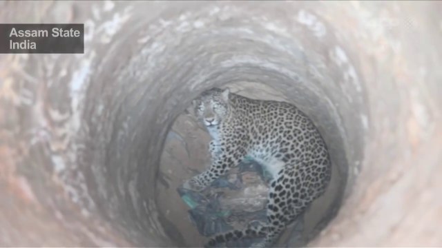 Le sauvetage risqué d'un léopard tombé dans un puis en inde