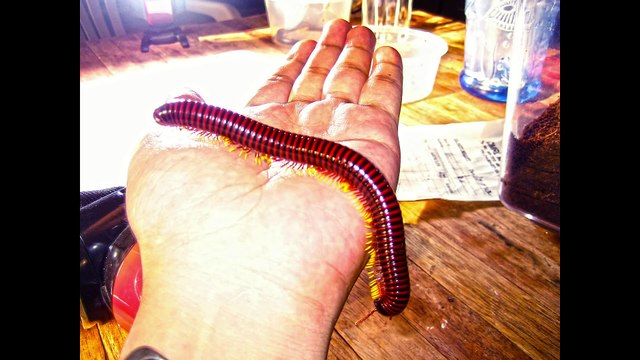 Ce mille-pattes est terrifiant et magnifique à la fois - Trigoniulus macropygus