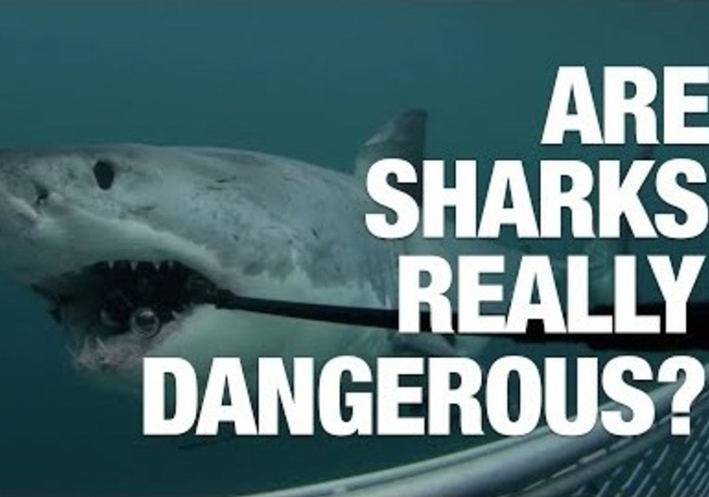 Are Sharks Really Dangerous?
